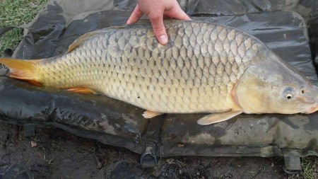 Balogh Viktor 8,30kg 2016.03.11